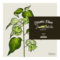 Hand drawnsacha inchi branch. Engraved vector banner. Moisturizing and healing.Essential oil, aromatherapy, rich protein serum. For cosmetic package design, medicinal herb, treating, healthcare.
