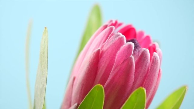 Protea bud closeup. Pink King Protea flower rotation over blue background. Slow motion 4K UHD video footage. 3840X2160