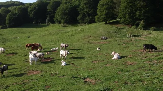 Veduta aerea di un bosco verde in estate con equini e bovini che pascolano