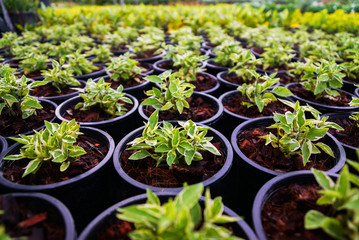 Calico plant is a mulch. The short hairy branches covered with single leaf.