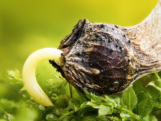 Der Keim eines aufgesprungenen Samen des Ahornbaumes sucht sich einen Weg in den Waldboden.