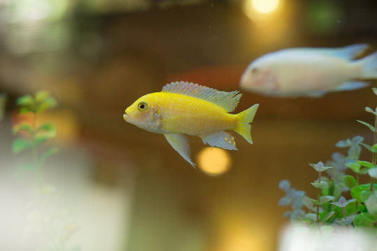 cichlids of fish