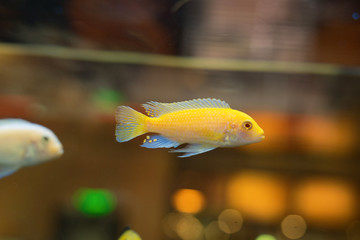 cichlids of fish