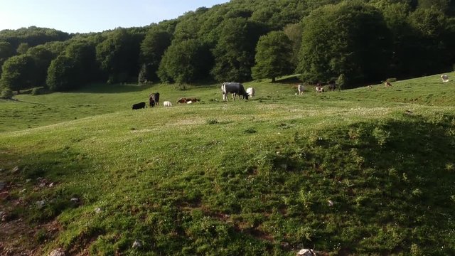 Veduta aerea di un bosco verde in estate con equini e bovini che pascolano