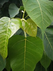 green leaves background