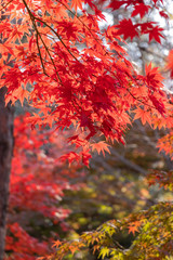 赤く色づいた紅葉の葉