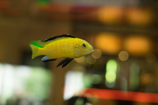 cichlids of fish