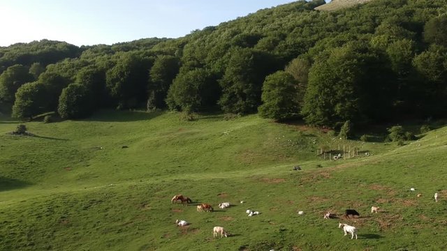 Veduta aerea di un bosco verde in estate con equini e bovini che pascolano