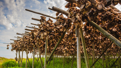 Cod stockfish drying on racks, Lofoten islands Norway