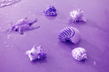 Various types of beautiful seashells on the beach in purple color
