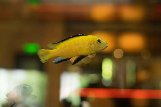cichlids of fish