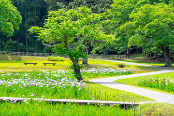菖蒲園