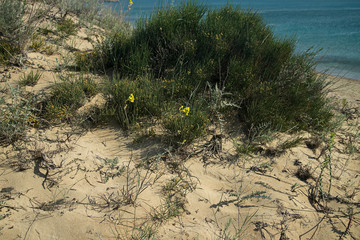 Прибрежная растительность Каспия