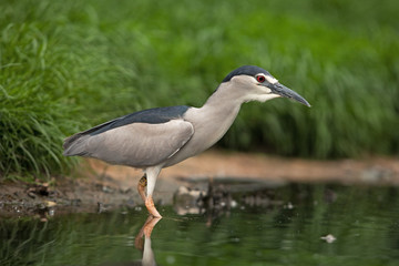 black-crowned night heron, nycticorax nycticorax,  black-capped night heron, night heron
