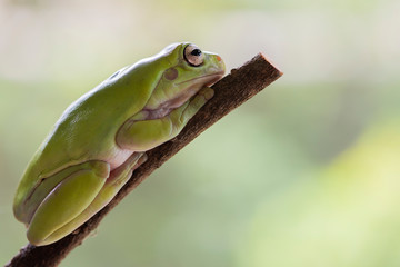 Closed up australian green tree frog sitting on branch with green leaf