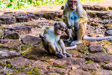 Monkeys in Sigiriya, Sri lanka