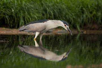 black-crowned night heron, nycticorax nycticorax,  black-capped night heron, night heron