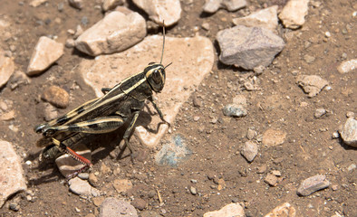 grasshopper on stone