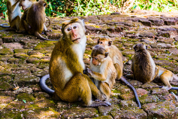 Monkeys in Sigiriya, Sri lanka