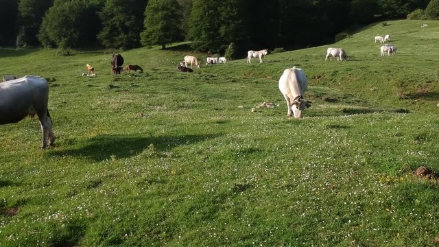 Veduta aerea di un bosco verde in estate con equini e bovini che pascolano