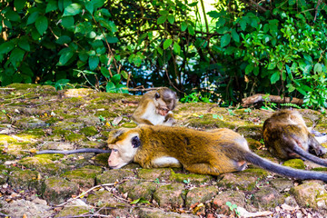 Monkeys in Sigiriya, Sri lanka