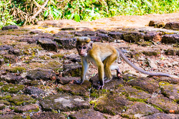 Monkeys in Sigiriya, Sri lanka