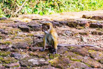 Monkeys in Sigiriya, Sri lanka