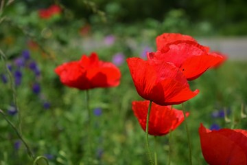 red poppies in a field