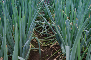 Obraz premium 栽培中のネギ