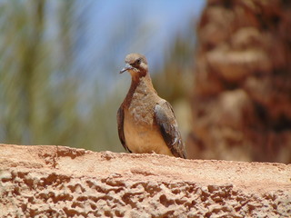 Wild bird on a wall