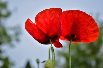 red poppy on a blue background