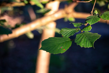 Tree Leaf