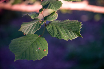 Tree Leaf