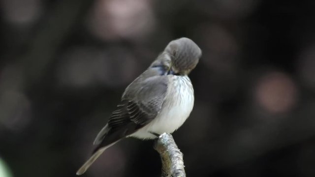 Grauschn&auml;pper putzt sich