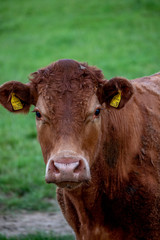 Cows, Cows in a Field, Sussex Cows