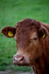 Cows, Cows in a Field, Sussex Cows