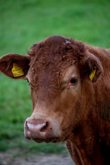 Cows, Cows in a Field, Sussex Cows