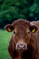 Cows, Cows in a Field, Sussex Cows