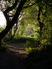 Forest Path