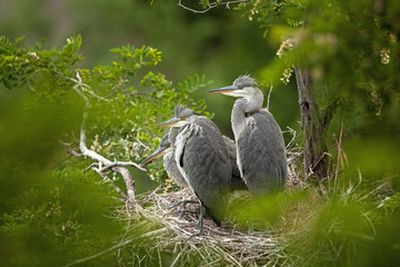 grey heron, ardea cinerea, bohemia forest
