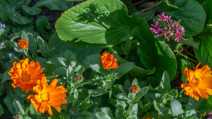 Flowers