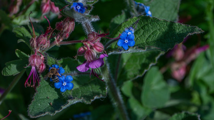 Bee On Flower