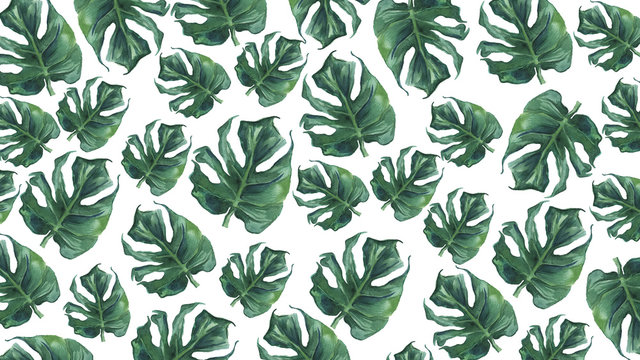 Watercolor background with monstera leaves.