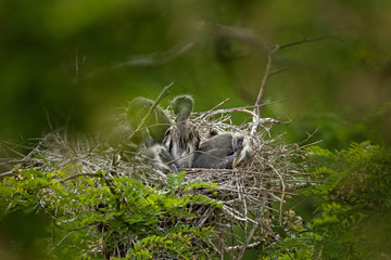 grey heron, ardea cinerea, bohemia forest