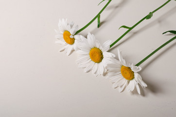 Chamomile flower. Beautiful white flower on white table. Natural plant at home.