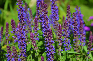 Agastache
