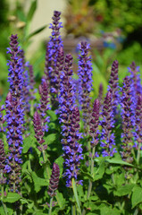 Agastache