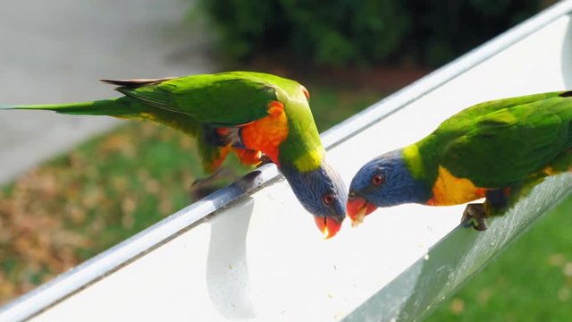 Slow motion of two green, red and blue rainbow lorikeet birds eating.