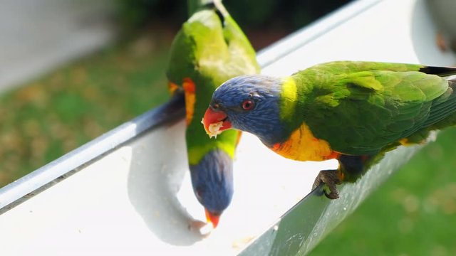 Two hungry colorful rainbow lorikeet parrot birds or Trichoglossus moluccanus.
