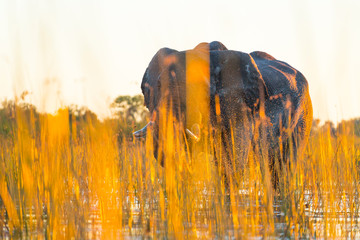 AFRICAN ELEPHANT (Loxodonta ), Okavango Delta, Botswana, Africa